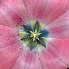 Blossom Song *Heirloom Mix