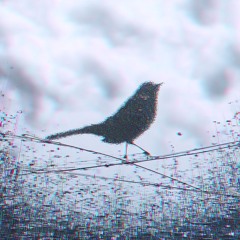 QQ- vincent law (Quri(ember.))