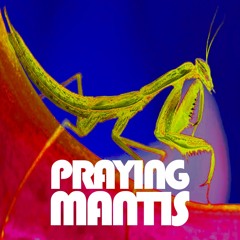 SWARM MOVEMENT Podcasts #2 PRAYING MANTIS