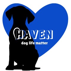 Haven - Dog Life Matters