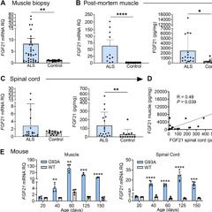 FGF21 Muscle Hormone Associated with Slow ALS Progression and Extended Survival