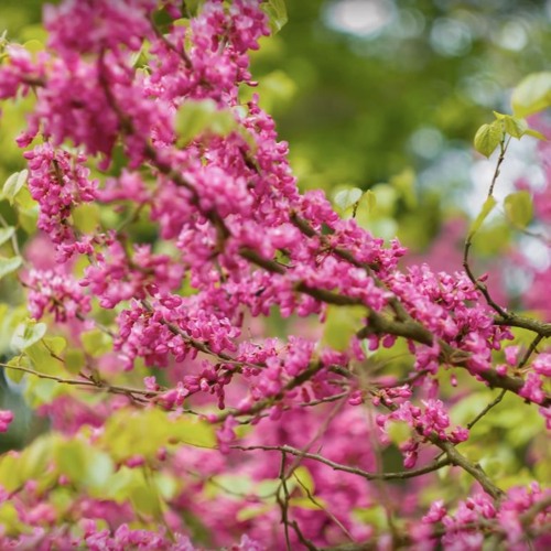 Sweet Sensations May 2024