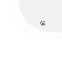 pawprints in the snow