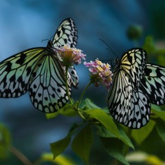 Butterfly Friend