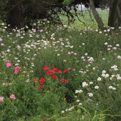 el jardin vislumbrado