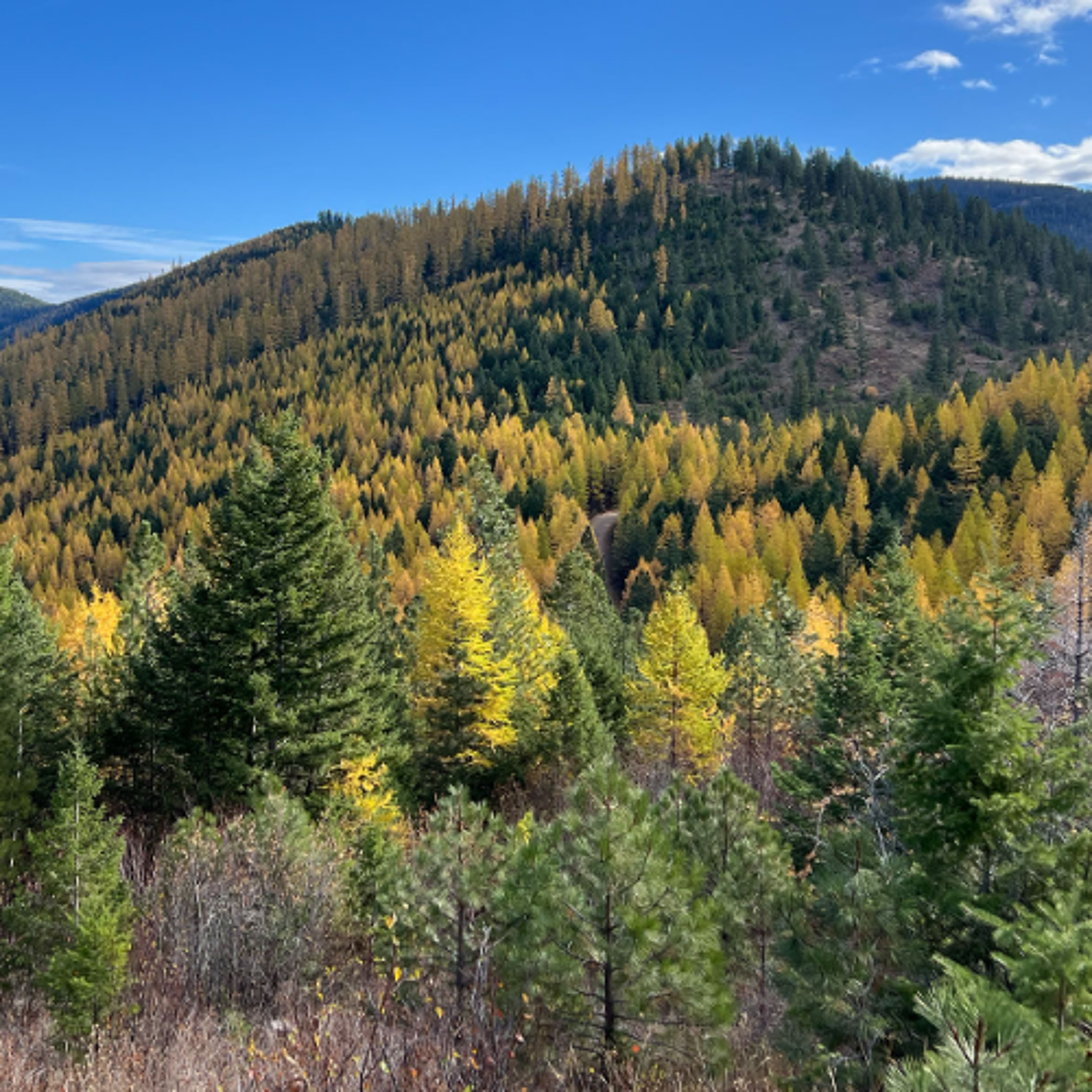 Pattee Canyon episode artwork