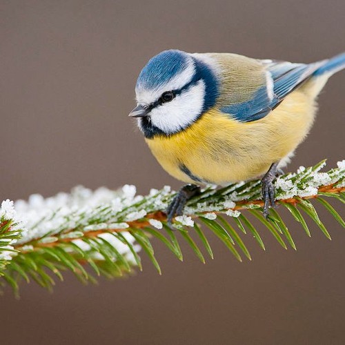 Pillman Guest Mix on Proton Radio (16.01.2021)