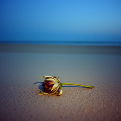 Left Behind