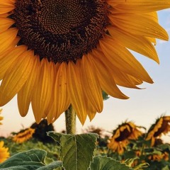 Danceflower - Sunflower Remix Ft. Swae Lee, Post Malone