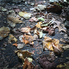 The Fall
