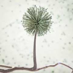 Aspergillus Niger