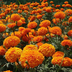 The Flowers Are Waiting For Us pt.1
