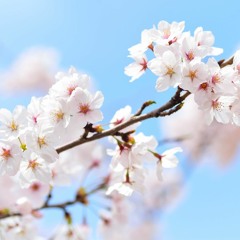 Blossom