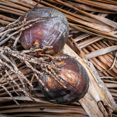 Aceite de coco - DOCUMENTAL