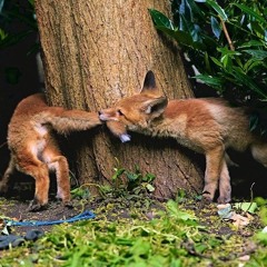PANIC ATTACK - FOX HAYNES REMIX ( REAL LIFE KNIFE ATTACK )