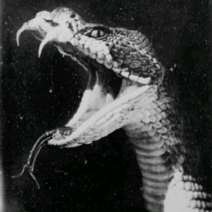 Snake bite
