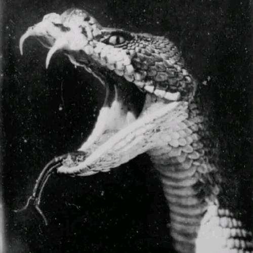 Snake bite