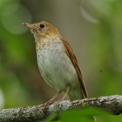 Veery