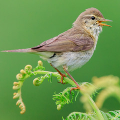 Willow Warbler - Cuckoo Cast MixPre-7706