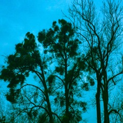 森 - Wald