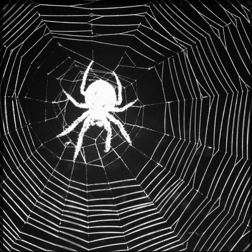 spiders w/ brother