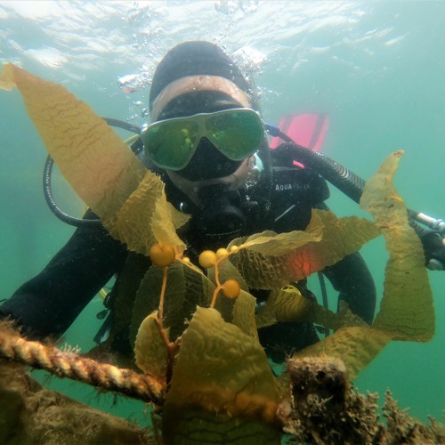 Stream episode Sunken Seaweed: The Future of Regenerative Ocean Farming -  Ep. 106 by EcoJustice Radio podcast | Listen online for free on SoundCloud
