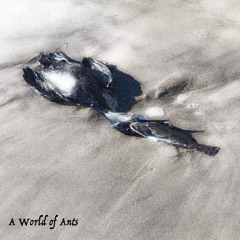 A World of Ants
