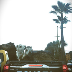 قافلة بس بالعكس | Reverse caravan