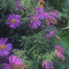 Flowers at your door