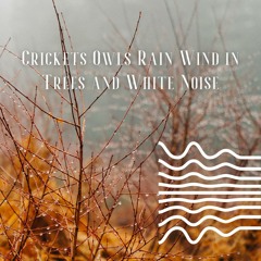 Crickets Owls Rain Wind in Trees and White Noise, Loopable