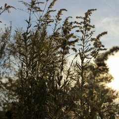 Because - Isolated Vocals (The Beatles Cover)