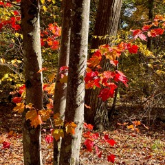 3. Ocotillo . The Recyclists . Starry Plough 9.21.24