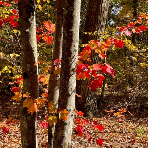 3. Ocotillo . The Recyclists . Starry Plough 9.21.24