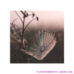 spiderweb