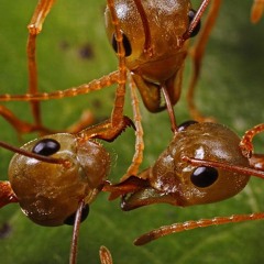 March Of Ants