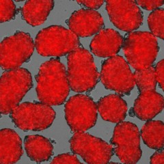 Functional Pancreatic Beta Cells Produce from Stem Cells| Dr. David Greene Arizona