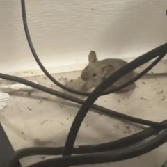 🐁 (prod.Execrate)