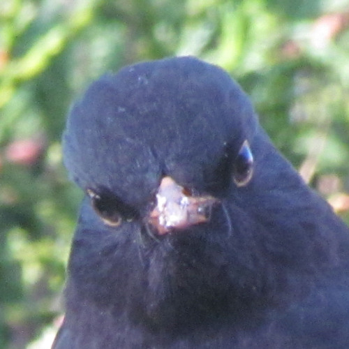onrust in het nest