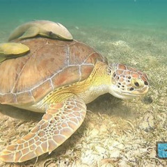 Review Special Price National Park Snorkeling Excursion