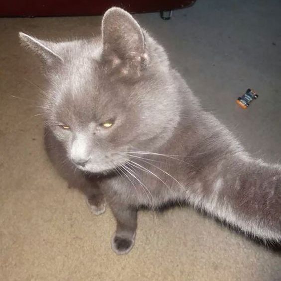 Juice WRLD – LobsterPizza