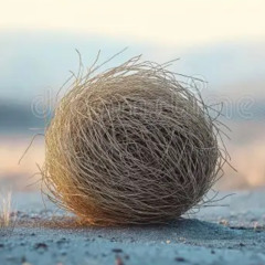 Tumbleweed Shuffle
