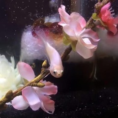 thinkin bout u (dance four x ariana grande)