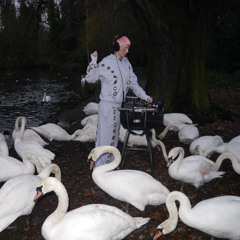 swans love the lizard queen