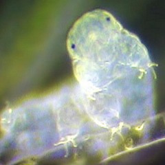 Tardigradus