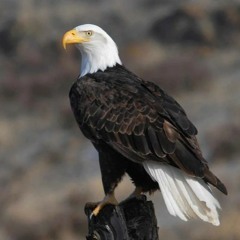 Bald eagle spotted in GTA for first time in years: conservation authority
