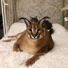 073 GLOBAL🌎🌍🌏