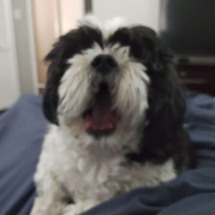 a really shallow song abou tmy dog i dont like msuic anymore goodbye until i feel like it