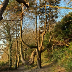 My Roots Are Strong And Deep - Mix for Sleeve Damage