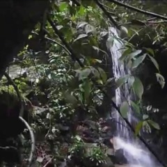 rainforests. [visuals in desc]