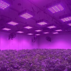 AyCee46//Weedbuiss´